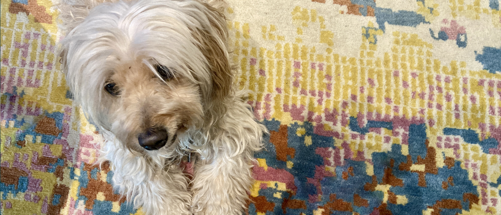 Bürohund feiert Geburtstag
